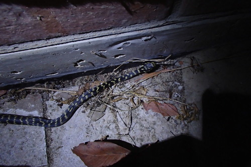 Broad-headed Snake