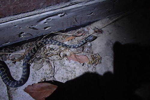 Broad-headed Snake