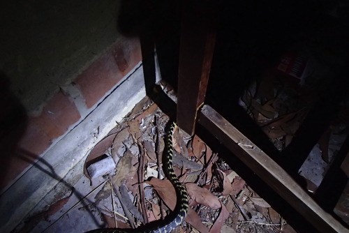 Broad-headed Snake