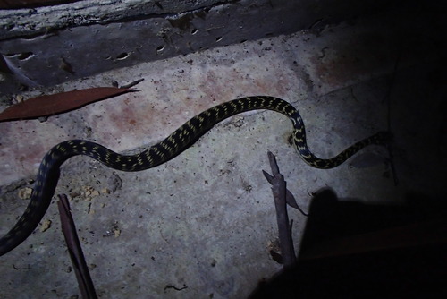 Broad-headed Snake