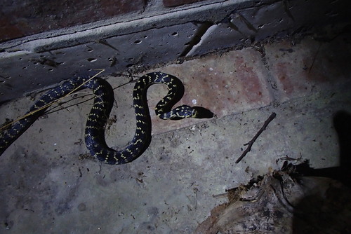 Broad-headed Snake