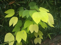 Bauhinia picta