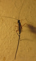 Macrocentrus aegeriae