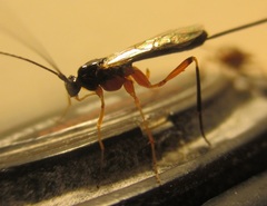 Macrocentrus aegeriae