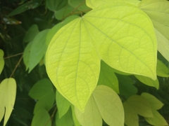 Bauhinia picta