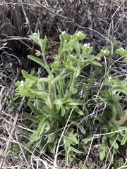 Lappula occidentalis