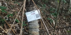 Cycas taiwaniana, photograph author not stated, no rights reserved