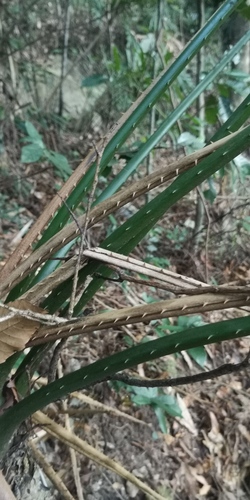 Cycas taiwaniana, photograph 1