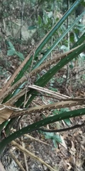 Cycas taiwaniana, photograph author not stated, no rights reserved