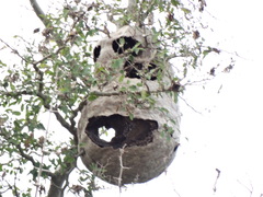 Brachygastra lecheguana