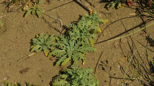 Asynthema gracile (Asynthema gracile)