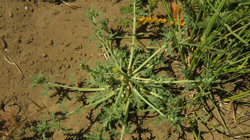 Asynthema gracile (Asynthema gracile)