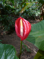 Anthurium andraeanum
