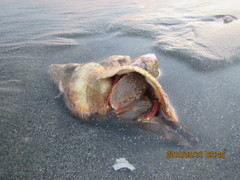 Notomegabalanus decorus