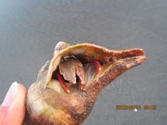 Notomegabalanus decorus