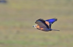 Purple Roller photo 2