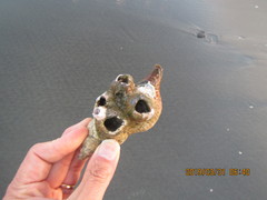 Notomegabalanus decorus