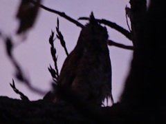 Bubo virginianus nacurutu