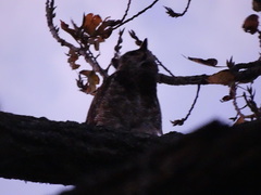 Bubo virginianus nacurutu
