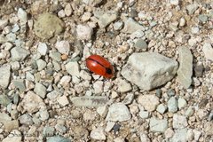 Entomoscelis suturalis