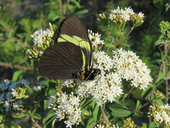 Pereute charops charops