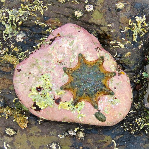 Carpet Sea Star, photo 10 of 10