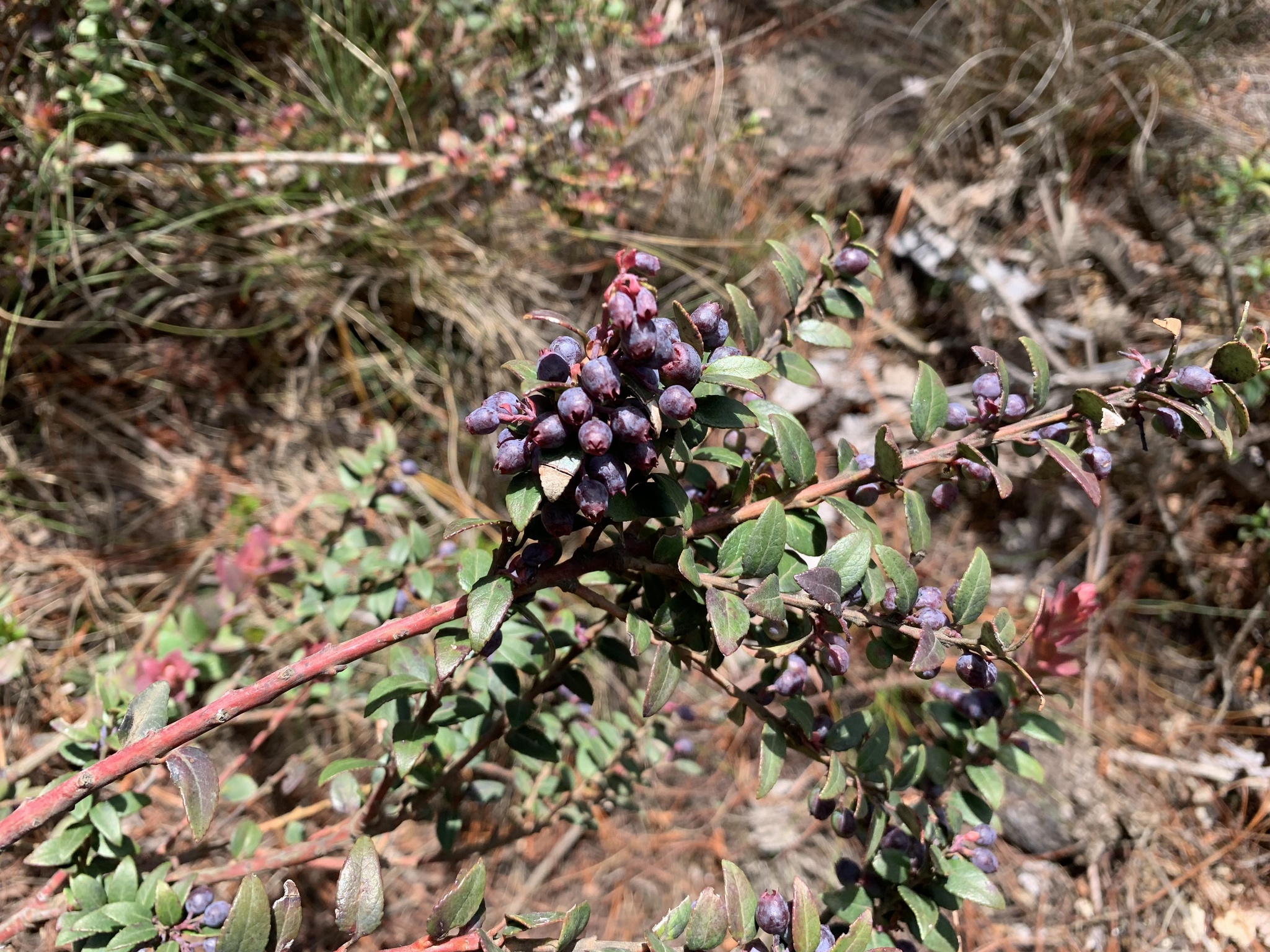 Vaccinium floribundum image