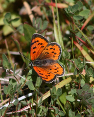 Lycaena cupreus