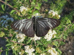 Pereute charops charops