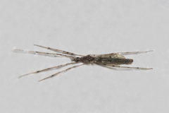 Styringomyia