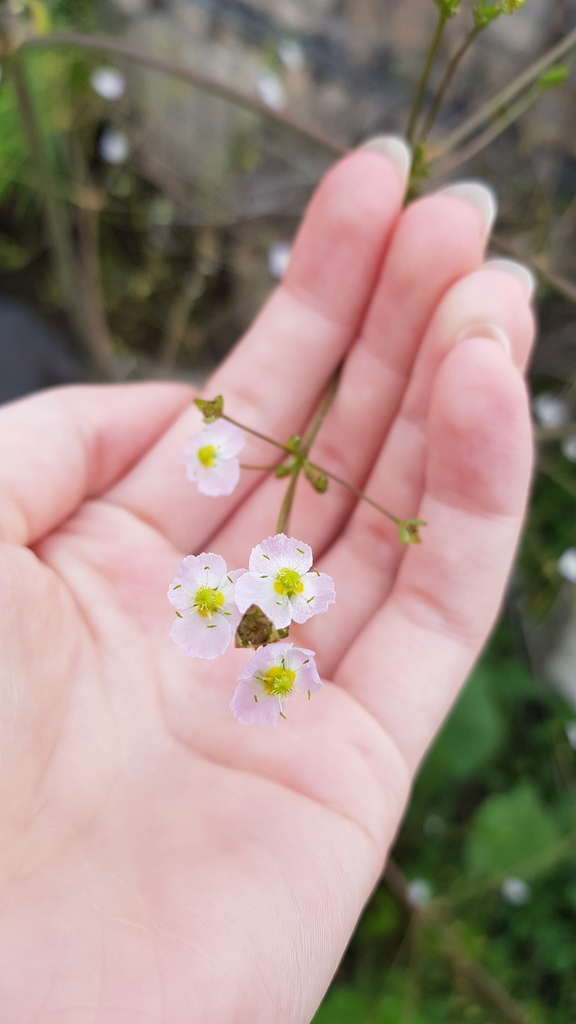 European Waterplantain from Sydney NSW, Australia on November 20, 2023