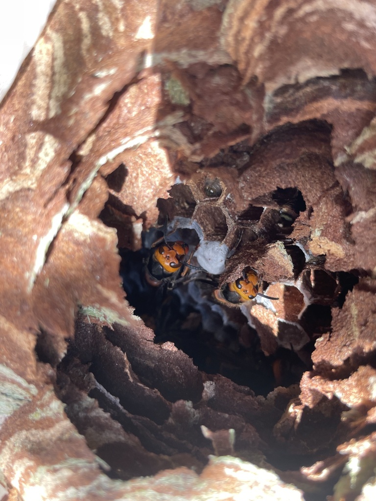 Vespa analis insularis from 馬狩, 大野郡白川村, 岐阜県, JP on November 27, 2023 at ...