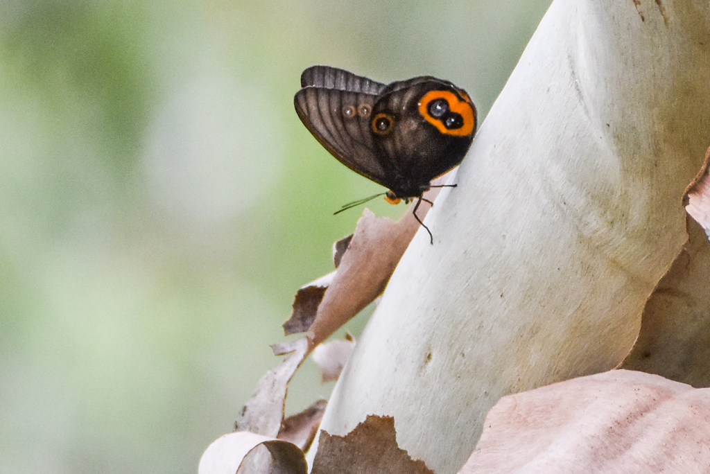 Taenaris butleri