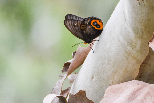 Taenaris butleri