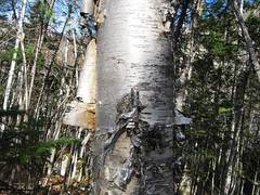 Betula lanata