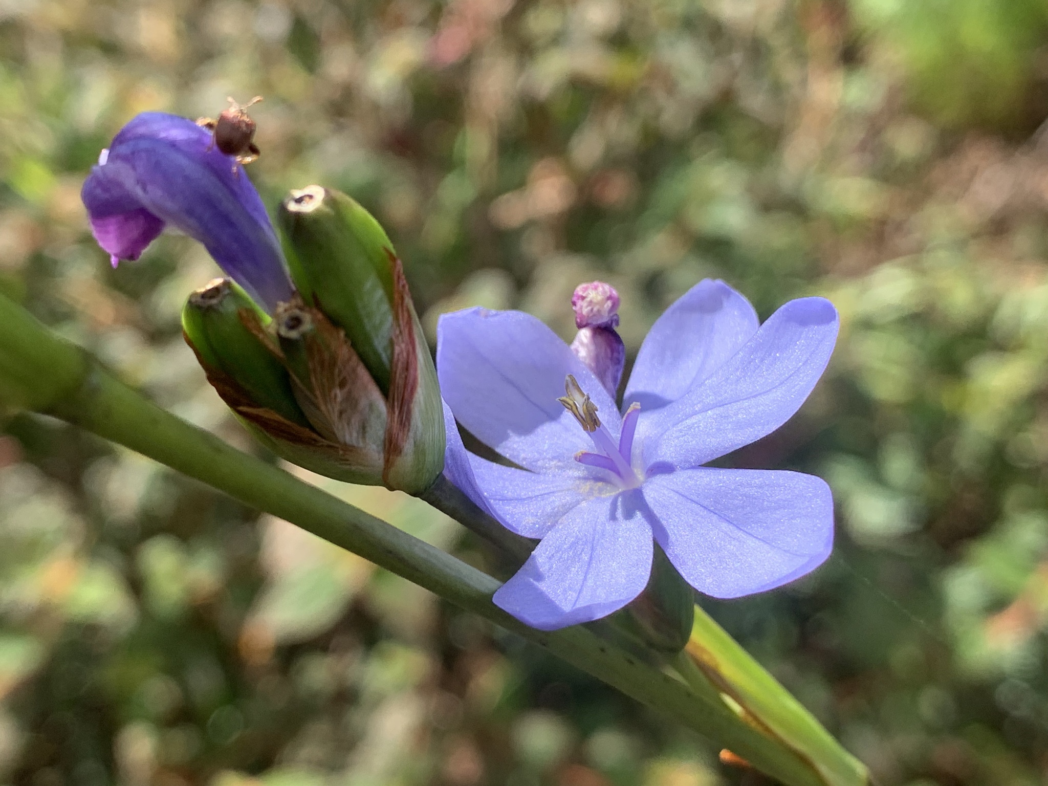 Iridaceae image