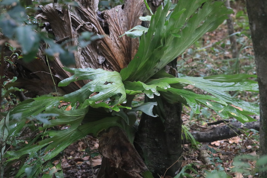 Stag Horn Fern From Bundagen NSW 2454 Australia On November 25 2023   Large 