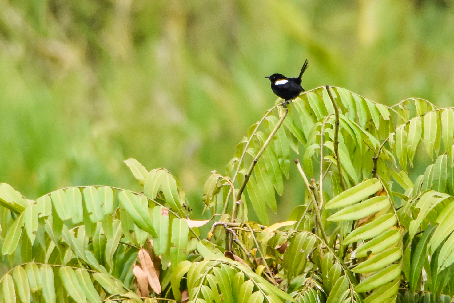 White-shouldered Fairywren (Malurus alboscapulatus), photo 10