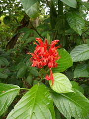 Pachystachys coccinea