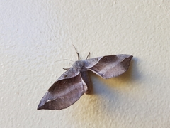 Chelepteryx chalepteryx