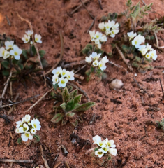Tomostima cuneifolia