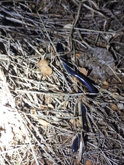 Afrotyphlops lineolatus