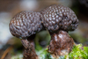 Tubifera microsperma - Photo (c) Jack Johnson, some rights reserved (CC BY-NC), uploaded by Jack Johnson