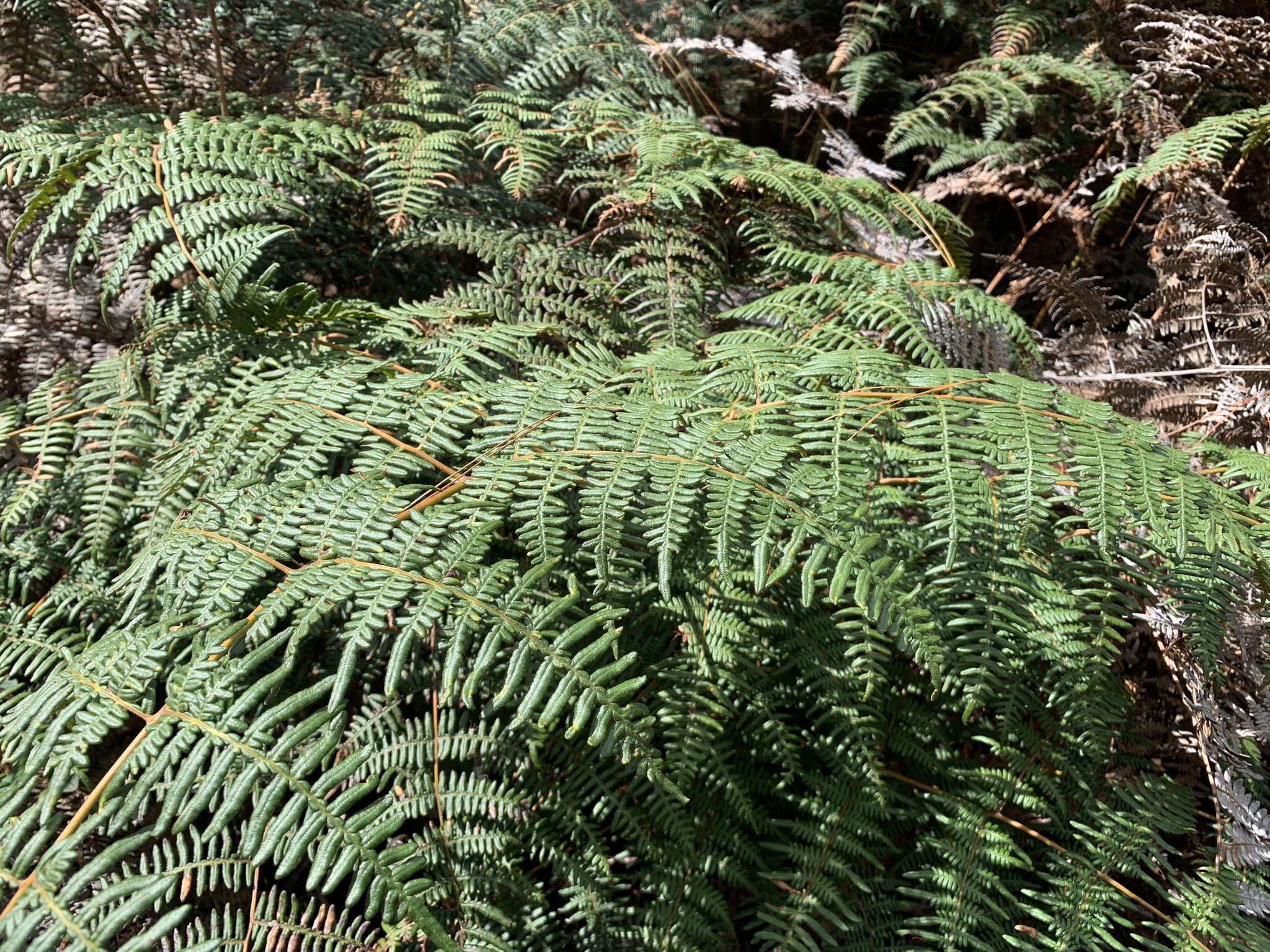 Pteridium esculentum image