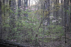 Rhododendron canescens