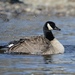 Canada Goose - Photo (c) Bridget Spencer, some rights reserved (CC BY-NC), uploaded by Bridget Spencer