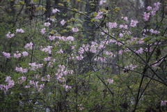 Rhododendron canescens