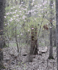 Rhododendron canescens