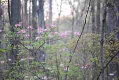 Rhododendron canescens