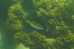 Caesioscorpis theagenes